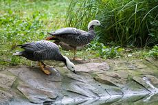 Kaisergans (4 von 8).jpg